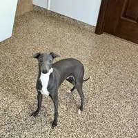 Darin, a male Italian Greyhound for sale in Nappanee, IN – Photo 3 of 10