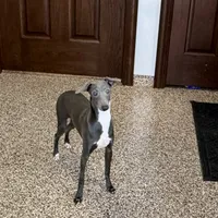Darin, a male Italian Greyhound for sale in Nappanee, IN – Photo 4 of 10