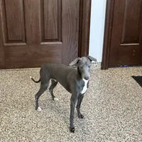 Darin, a male Italian Greyhound for sale in Nappanee, IN – Photo 8 of 10