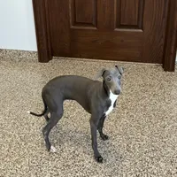 Darin, a male Italian Greyhound for sale in Nappanee, IN – Photo 10 of 10