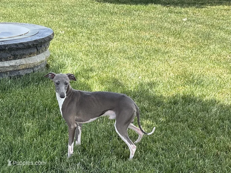 Ray – Italian Greyhound puppy for sale in Nappanee, IN