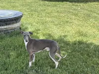 Ray, a male Italian Greyhound for sale in Nappanee, IN – 1 of 8