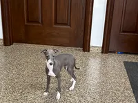Janie , a female Italian Greyhound for sale in Nappanee, IN – 6 of 8