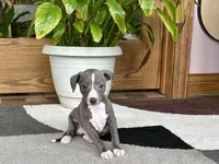 Georgie, a female Italian Greyhound for sale in Nappanee, IN – 2 of 10