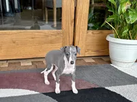 Gabby , a female Italian Greyhound for sale in Nappanee, IN – 2 of 7
