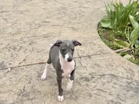 Shadow , a male Italian Greyhound for sale in Nappanee, IN – 4 of 5