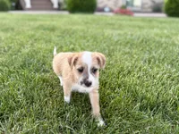Cory, a male Havanese and Italian Greyhound for sale in Nappanee, IN – 9 of 10