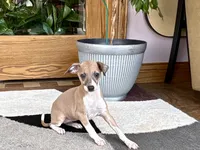 Sally, a female Italian Greyhound for sale in Nappanee, IN – 3 of 7