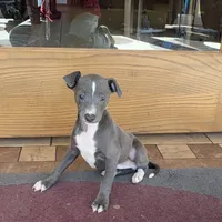 Reggie, a male Italian Greyhound for sale in Nappanee, IN – Photo 7 of 10