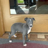 Reggie, a male Italian Greyhound for sale in Nappanee, IN – Photo 8 of 10