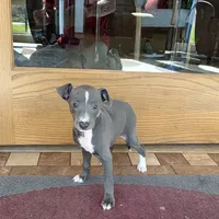 Reggie, a male Italian Greyhound for sale in Nappanee, IN – Photo 9 of 10