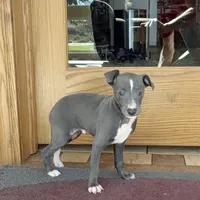 Reggie, a male Italian Greyhound for sale in Nappanee, IN – Photo 1 of 10