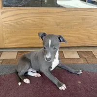 Reggie, a male Italian Greyhound for sale in Nappanee, IN – Photo 10 of 10