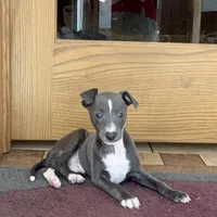 Reggie, a male Italian Greyhound for sale in Nappanee, IN – Photo 4 of 10