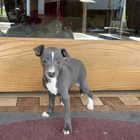 Reggie, a male Italian Greyhound for sale in Nappanee, IN – Photo 3 of 10