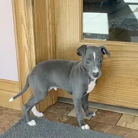 Reggie, a male Italian Greyhound for sale in Nappanee, IN – Photo 2 of 10