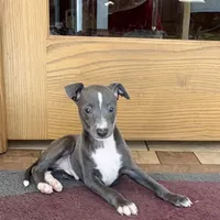 Reggie, a male Italian Greyhound for sale in Nappanee, IN – Photo 5 of 10
