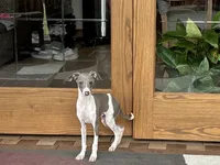 Shadow , a male Italian Greyhound for sale in Nappanee, IN – 3 of 7