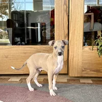 Henry, a male Italian Greyhound for sale in Nappanee, IN – Photo 1 of 10