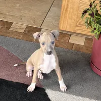 Henry, a male Italian Greyhound for sale in Nappanee, IN – Photo 6 of 10