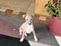 processed/9df88af3-7188-405a-9bb9-986e1332cdaa/listing/ce4082de-f73e-440f-8f4c-935c4b12fdb4/2638c1af-991c-41c8-94ed-60fa37f78809