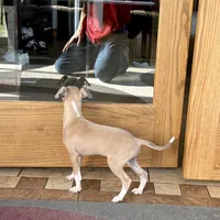 Henry, a male Italian Greyhound for sale in Nappanee, IN – Photo 2 of 10