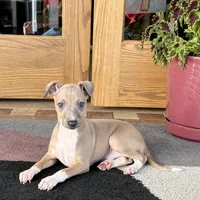 Henry, a male Italian Greyhound for sale in Nappanee, IN – Photo 9 of 10