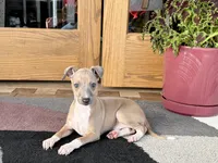 processed/9df88af3-7188-405a-9bb9-986e1332cdaa/listing/ce4082de-f73e-440f-8f4c-935c4b12fdb4/3c611485-ac93-4a4a-bbbe-13bbe490ae22