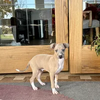 Henry, a male Italian Greyhound for sale in Nappanee, IN – Photo 4 of 10