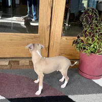 Henry, a male Italian Greyhound for sale in Nappanee, IN – Photo 10 of 10