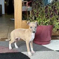 Henry, a male Italian Greyhound for sale in Nappanee, IN – Photo 5 of 10
