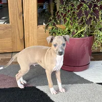 Henry, a male Italian Greyhound for sale in Nappanee, IN – Photo 7 of 10