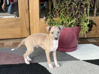 processed/9df88af3-7188-405a-9bb9-986e1332cdaa/listing/ce4082de-f73e-440f-8f4c-935c4b12fdb4/817c407a-4c56-4c0c-8f6d-c819656f5120