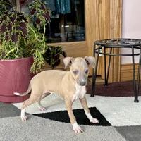 Henry, a male Italian Greyhound for sale in Nappanee, IN – Photo 8 of 10