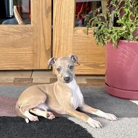 Henry, a male Italian Greyhound for sale in Nappanee, IN – Photo 3 of 10