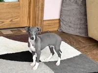 KK, a female Italian Greyhound for sale in Nappanee, IN – Photo 4 of 7