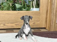 KK, a female Italian Greyhound for sale in Nappanee, IN – Photo 3 of 7