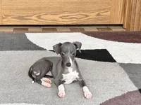 KK, a female Italian Greyhound for sale in Nappanee, IN – Photo 7 of 7