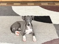 KK, a female Italian Greyhound for sale in Nappanee, IN – Photo 1 of 7