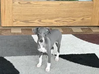 KK, a female Italian Greyhound for sale in Nappanee, IN – Photo 6 of 7