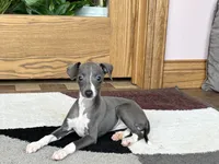 KK, a female Italian Greyhound for sale in Nappanee, IN – Photo 5 of 7