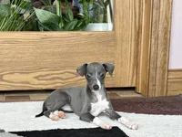 KK, a female Italian Greyhound for sale in Nappanee, IN – Photo 2 of 7