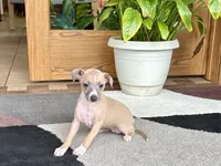 Janie, a female Italian Greyhound for sale in Nappanee, IN – 1 of 10