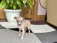 Janie, a female Italian Greyhound for sale in Nappanee, IN – 9 of 10