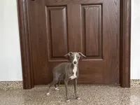 Olive, a female Italian Greyhound for sale in Nappanee, IN – 6 of 9