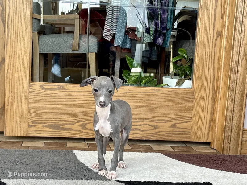 Vince – Italian Greyhound puppy for sale in Nappanee, IN
