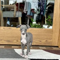 Halle , a female Italian Greyhound for sale in Nappanee, IN – Photo 7 of 9