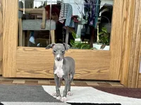 Halle , a female Italian Greyhound for sale in Nappanee, IN – Photo 7 of 9