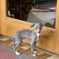 Halle , a female Italian Greyhound for sale in Nappanee, IN – Photo 4 of 9