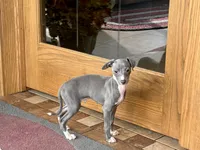 Halle , a female Italian Greyhound for sale in Nappanee, IN – Photo 4 of 9